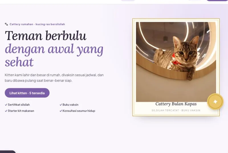 Tampilan theme Cattery & Breeder Kucing
