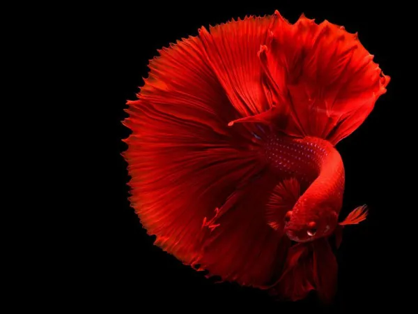 Cupang Halfmoon Merah