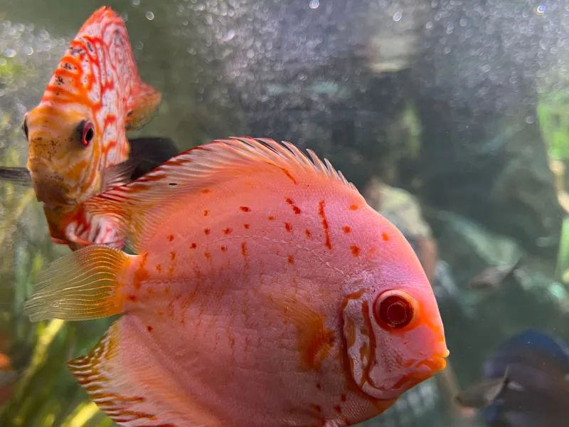 Discus Red Spotted