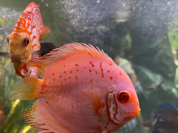 Discus Red Spotted