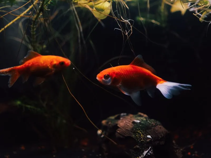 Koki Oranda