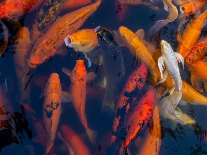 Koi Kohaku Lokal