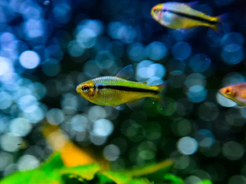 Neon Tetra (5 ekor)