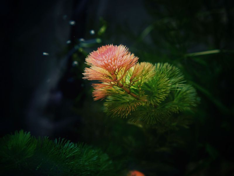 Rotala Pink (pot)