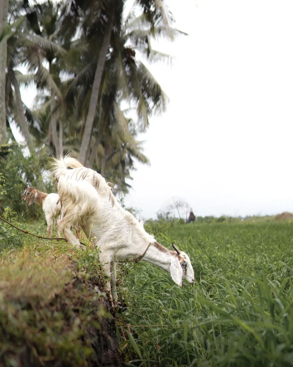 Syukuri kelahiran buah hati dengan aqiqah yang tenang