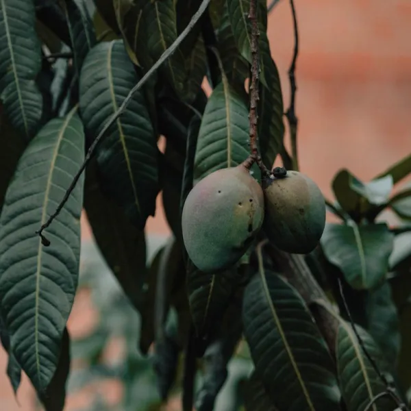 Mangga Harum Manis