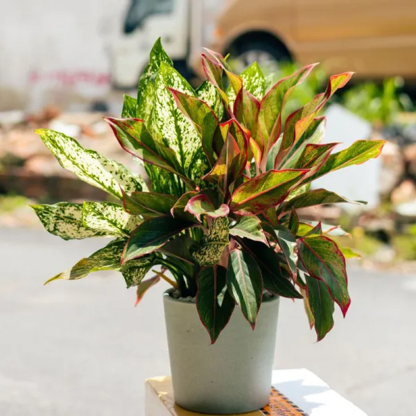 Aglonema Red Sumatra