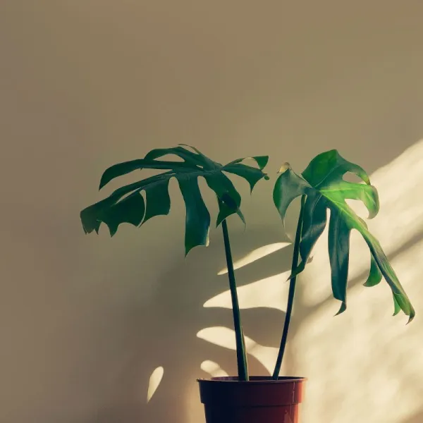 Monstera Adansonii
