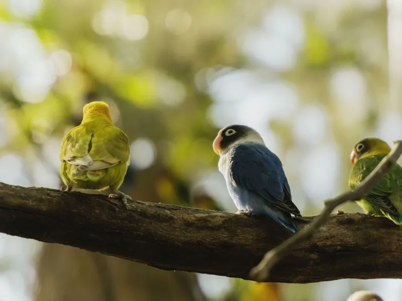 Lovebird Indukan Sepasang