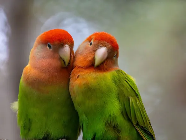 Lovebird Biola