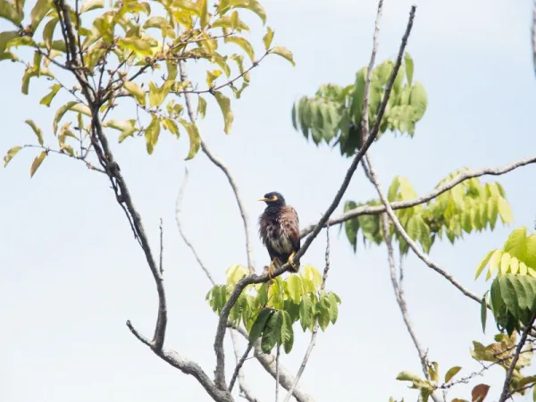 Jalak Kebo