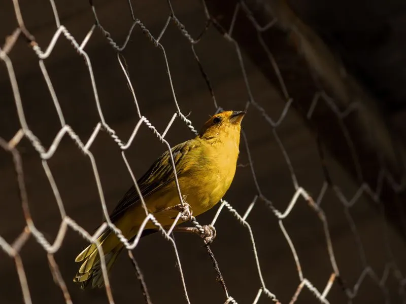 Kenari Saffron Finch