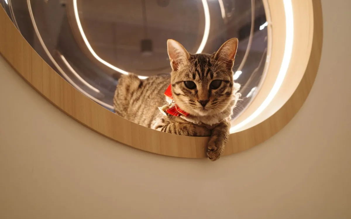 3 pertanyaan yang sering diajukan seputar cattery & breeder kucing