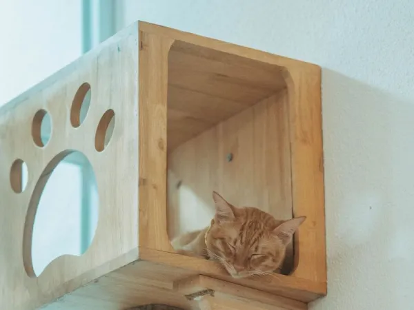 Kopi — Scottish Fold