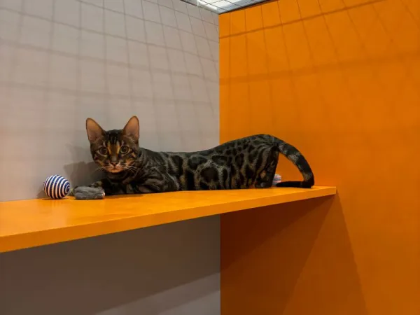 Macan — Bengal