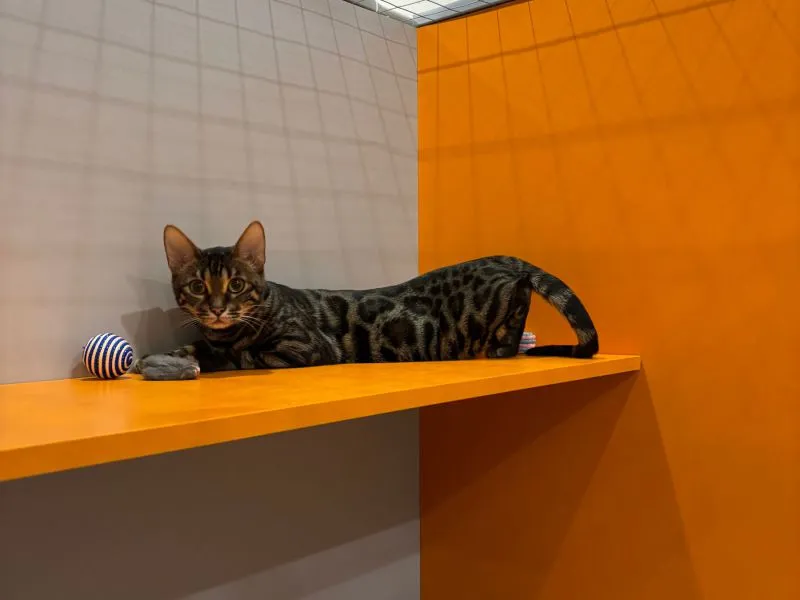 Macan