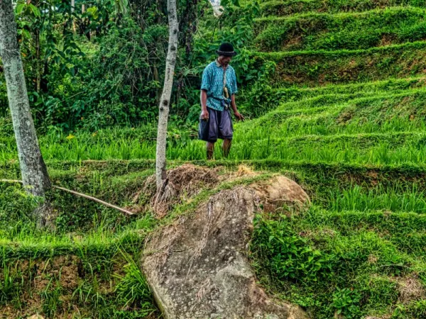 Menanam Padi