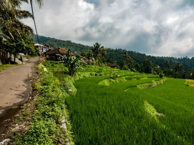 Trekking Sawah & Sungai