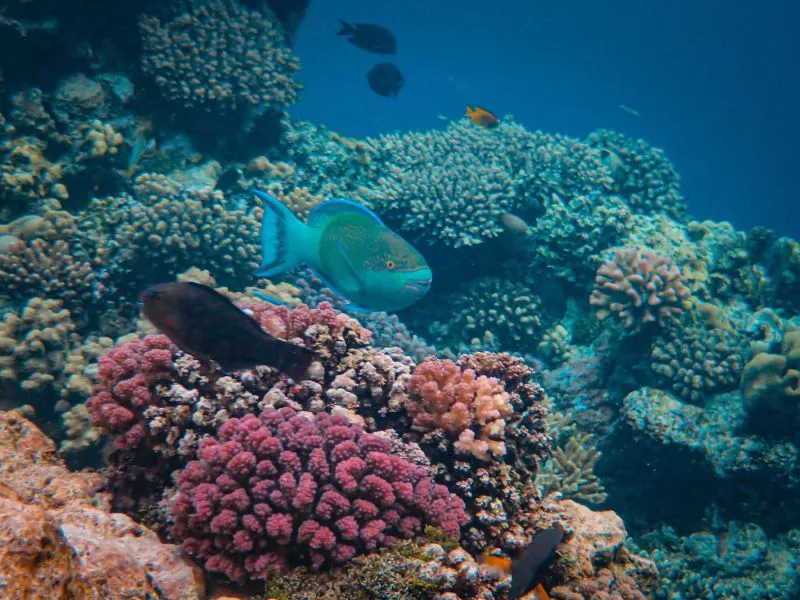 Fun Dive 2 Titik