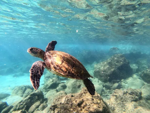 Snorkeling Teluk Penyu