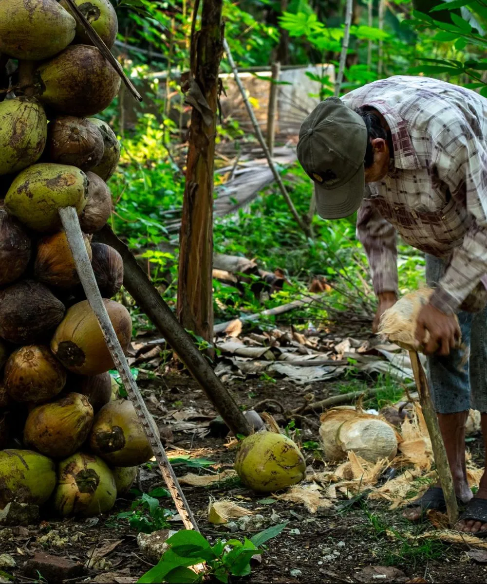 Membawa kelapa terbaik ke pasar dunia