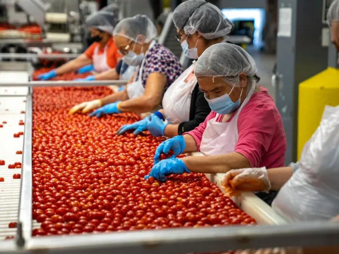Sortasi di jalur produksi