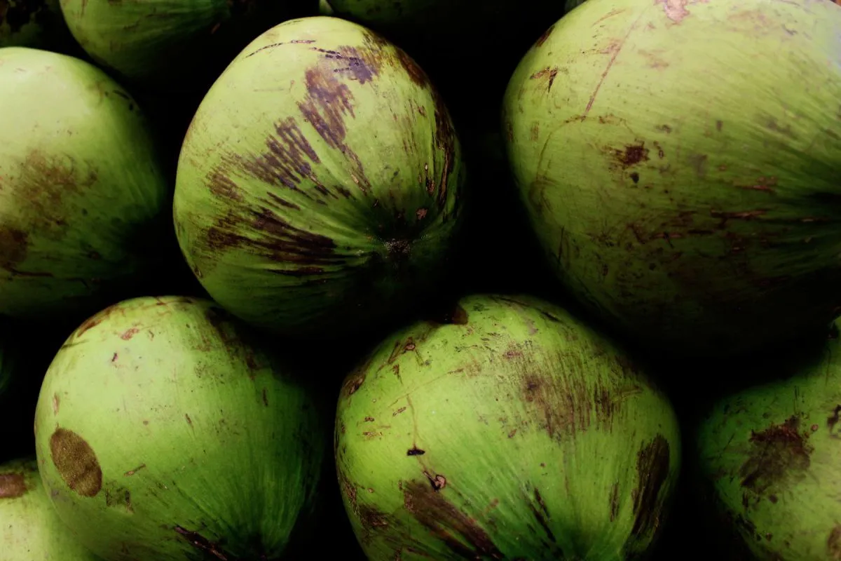 Kelapa Muda Segar