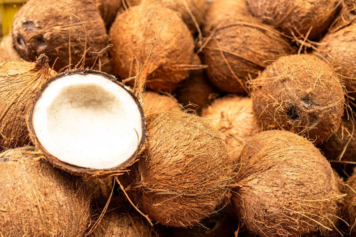 Kelapa Bulat Semi-Kupas