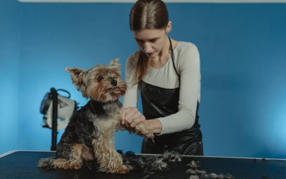 3 pertanyaan yang sering diajukan seputar pet grooming