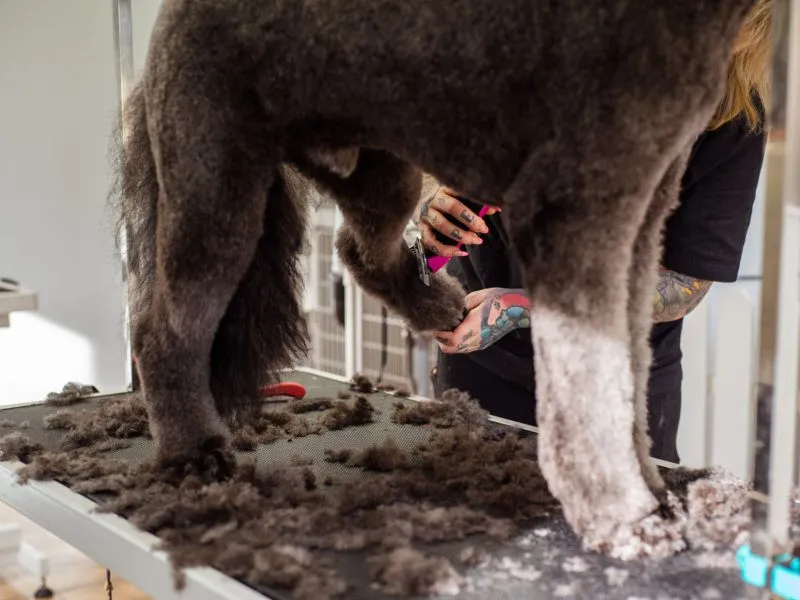 Full Grooming Poodle
