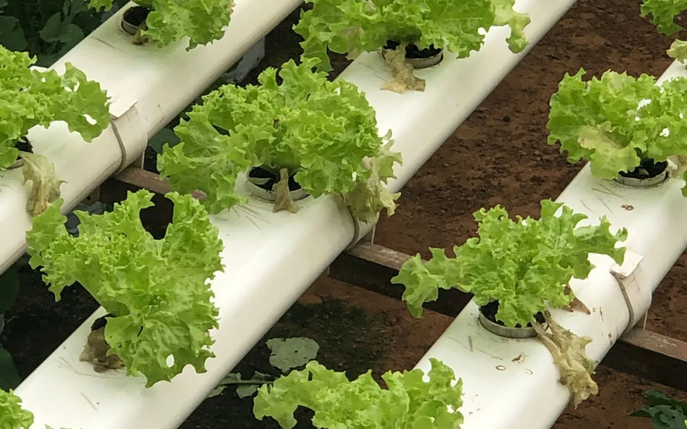 Sayur dari pipa ke piring, segar tanpa tanah