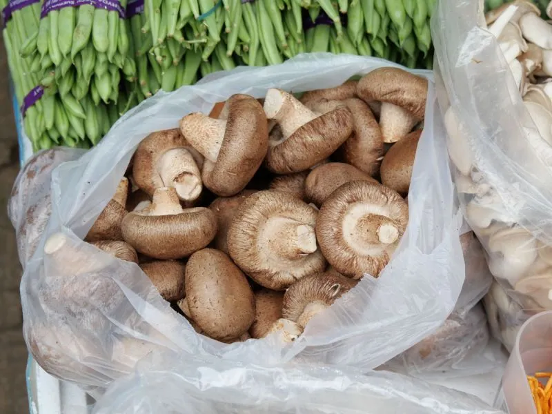 Shiitake Segar