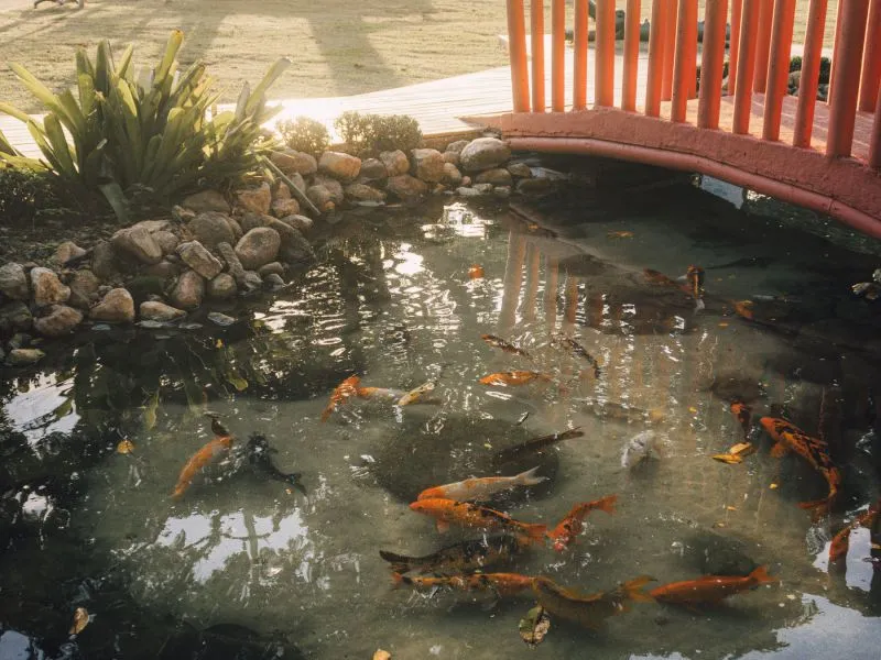 Kolam Koi & Filter