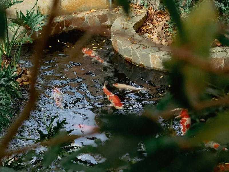 Kolam Taman Alami