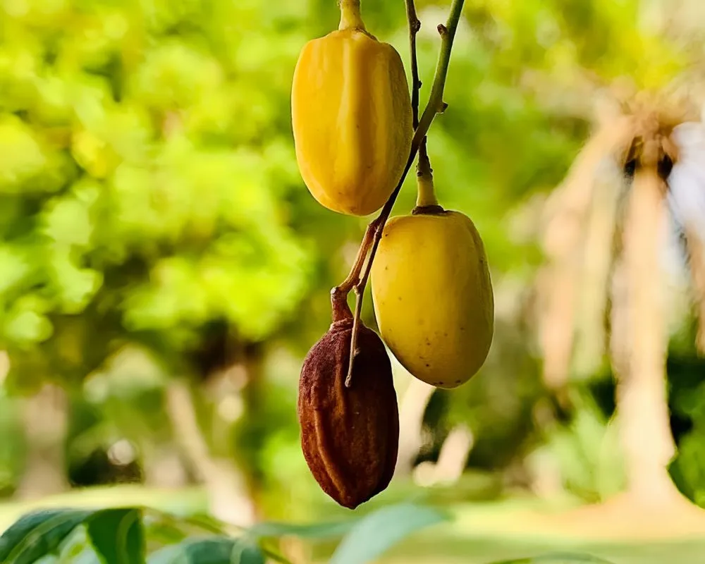 Kurma yang dipilih, bukan sekadar dijual