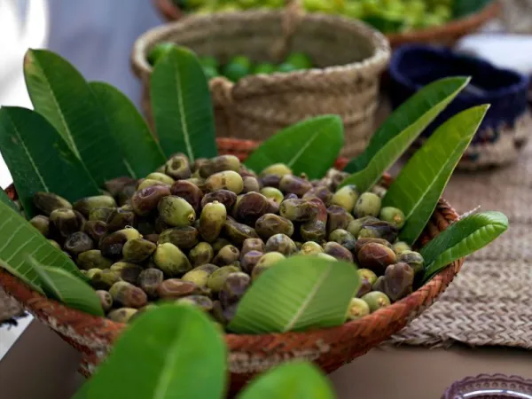 Kurma Safawi