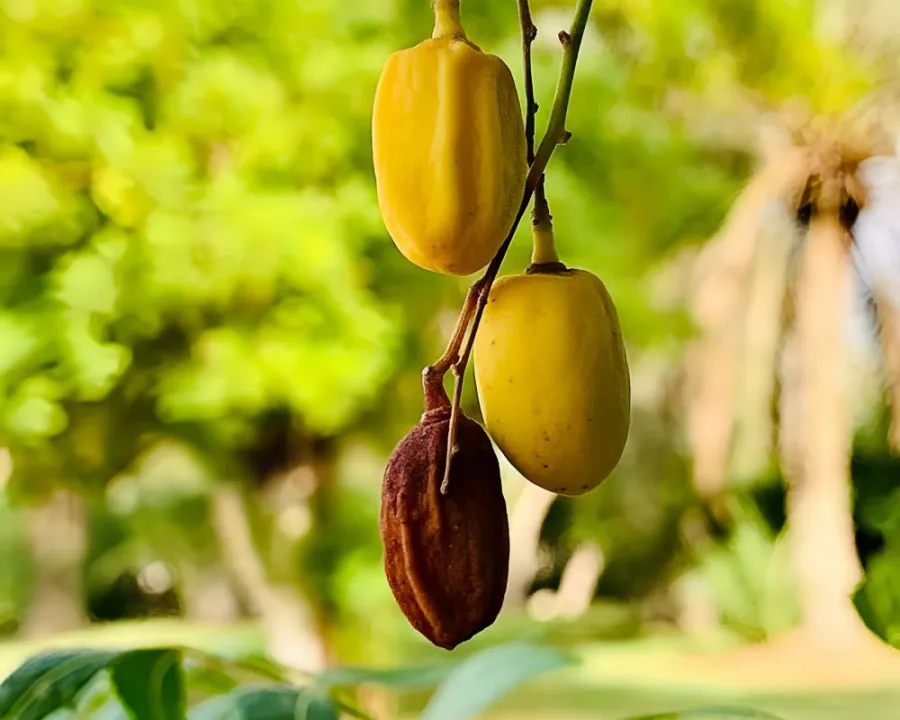 Kurma yang dipilih, bukan sekadar dijual