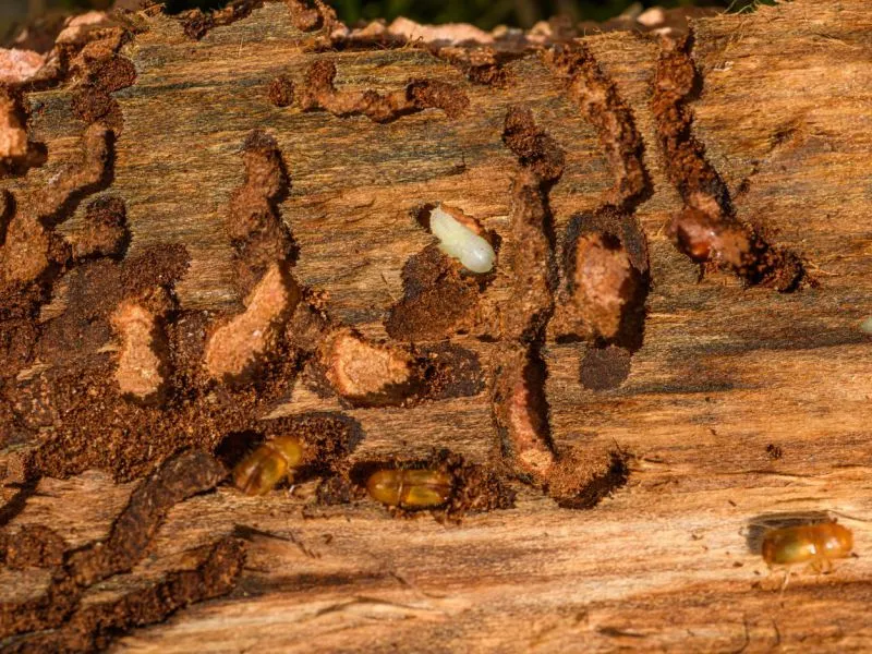 Panduan memilih layanan hama pest control: 6 pilihan dan bedanya