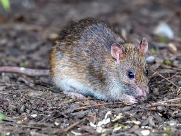 Kendali Tikus