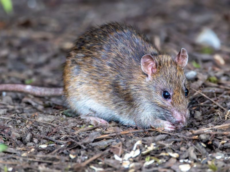 Kendali Tikus