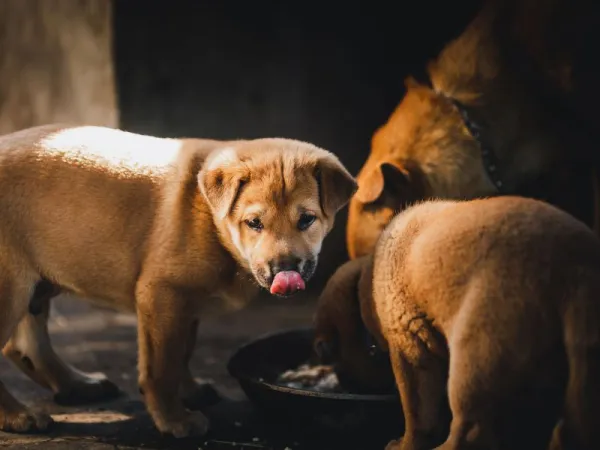 Kibble Puppy Domba