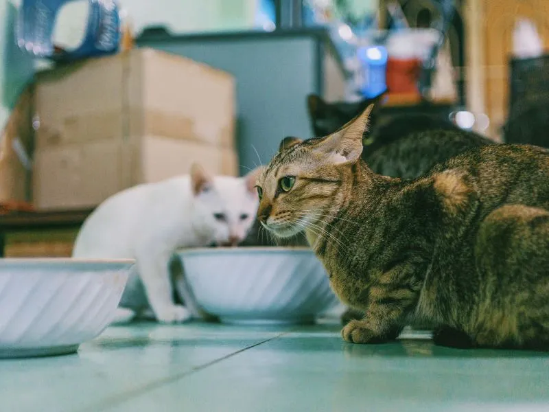 Kibble Kucing Salmon