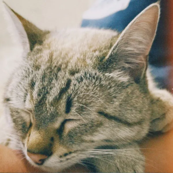 Tidur siang