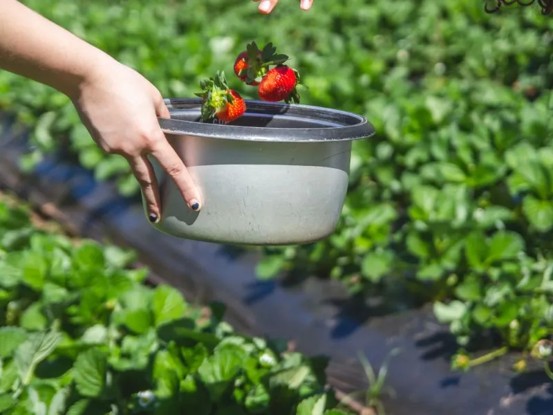 Panduan memilih paket agrowisata petik buah: 6 pilihan dan bedanya