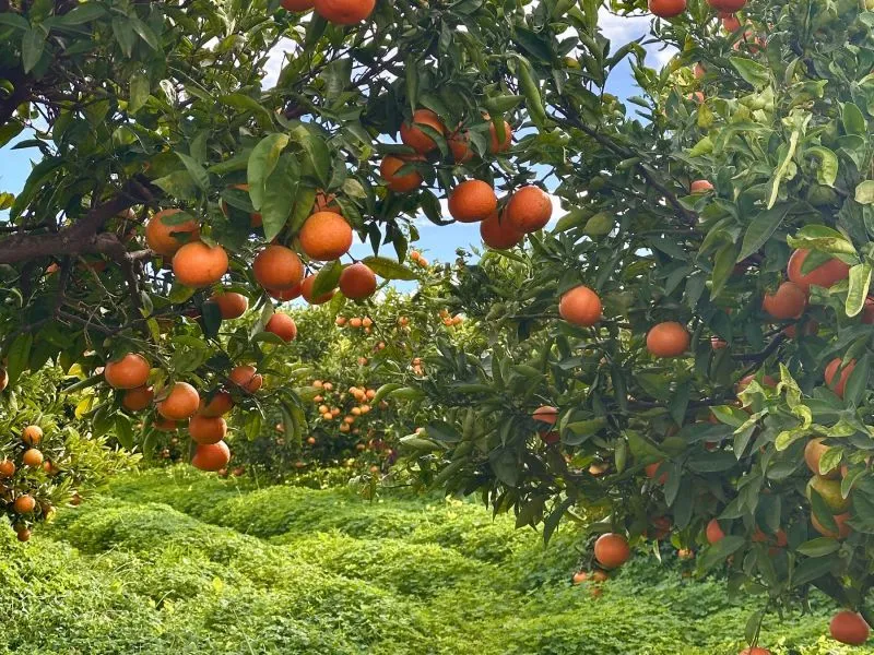 Kafe Kebun
