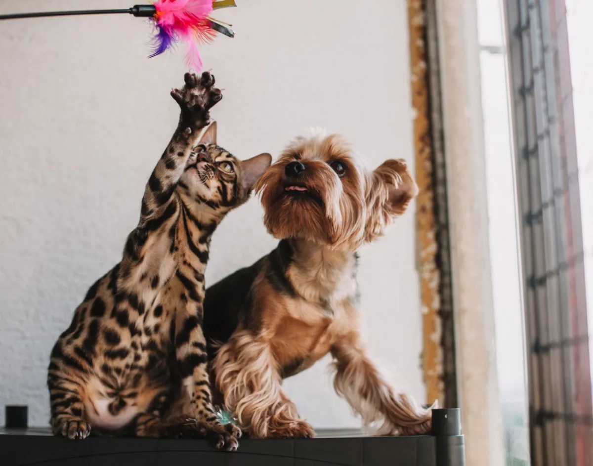 3 pertanyaan yang sering diajukan seputar petshop
