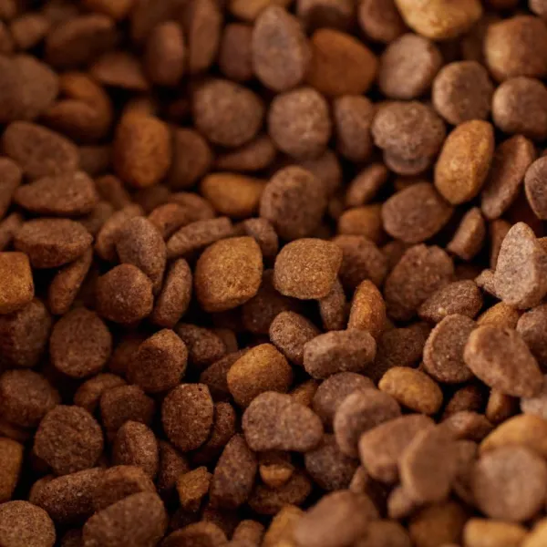 Dry Food Anjing Ras Kecil