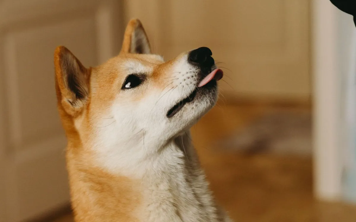 3 pertanyaan yang sering diajukan seputar pelatihan anjing