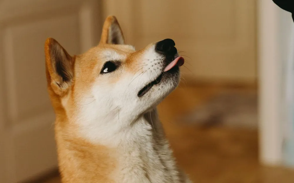 Anjing patuh, pemilik bahagia