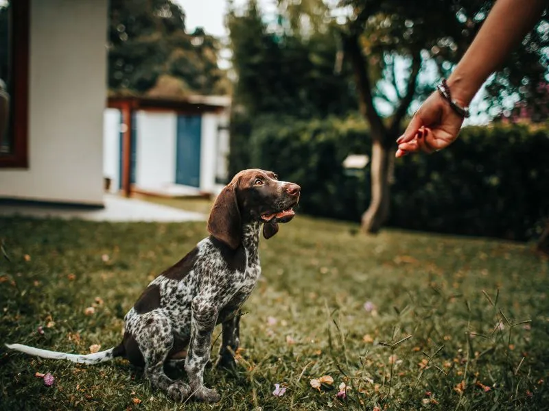 Puppy Class